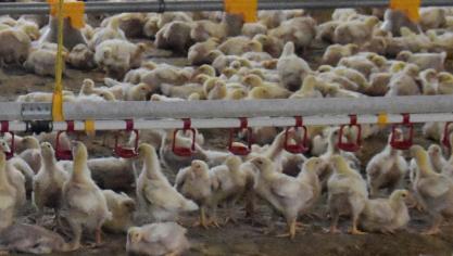 Voor SP.A gaat de intensieve veehouderij wat ver.