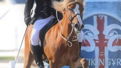Frans Goetschalckx van ’t Enclavehof uit Wortel in 2019 tijdens de Wereldkampioenschappen in Berlijn met zijn paard Smellur.