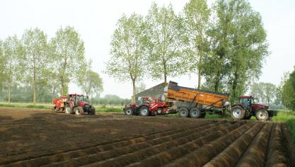 In ons wordt met name Nederlands pootgoed gebruikt.