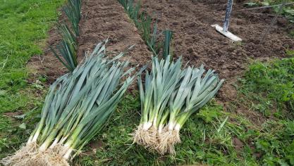Wanneer de plantjes ongeveer een potlood dik zijn, kunnen ze worden geplant op hun definitieve groeiplaats.