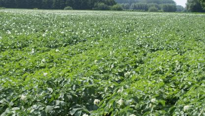 Bernard Huybrechts bleef door de coronacrisis met 300 ton aardappelen zitten.