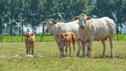 De Blonde d’Aquitaines zijn niet alleen mooi om naar te kijken, maar zijn ook goede groeiers met lekker vlees.