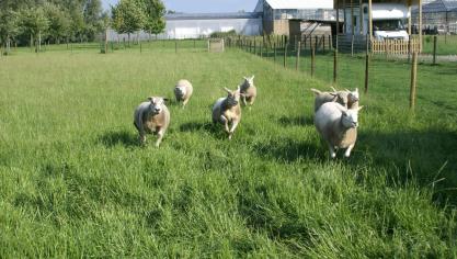 Schapengezondheid: voorkomen is beter dan genezen.