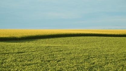 EU-SAGE vraagt de Europese instanties het standpunt ten aanzien van genetisch gemodificeerde organismen (ggo