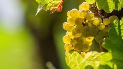 Dit project heeft als doel om kennis te vergaren over deze resistente variëteiten voor de productie van duurzame, biologische schuimwijn.