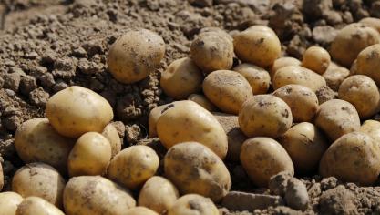Ook de hectareopbrengst van aardappelen zou licht stijgen, volgens JRC.