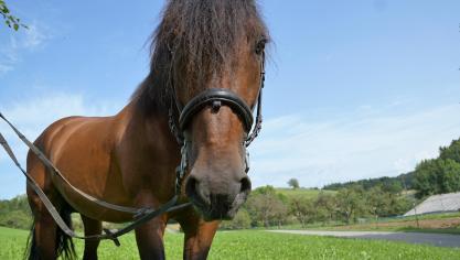 Bij de internationale actie werden 28 vervalste paardenpaspoorten ontdekt en 12 sanitaire inbeslagnames uitgevoerd.