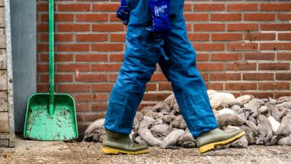 In Nederland zijn intussen al 27 nertsenfokkerijen besmet met het coronavirus. Alle dieren op de getroffen bedrijven worden geruimd.