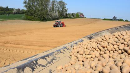 Belgische landbouwers (niet deze op foto) werden vorig jaar slachtoffer van illegale Nederlandse pootgoedzwendel.
