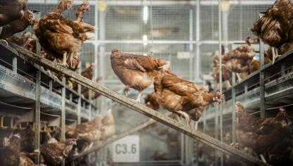 In 2019 werden in totaal 2.272 bemonsteringen uitgevoerd waarbij de mate van reiniging en ontsmetting bepaald werd aan de hand een hygiënogram.
