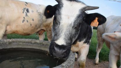 Op (extreem) warme dagen moet je zeker controleren of je dieren nog voldoende water ter beschikking hebben.