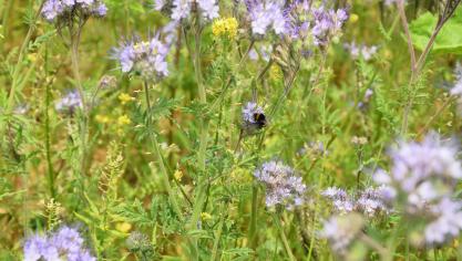 Bloemenrijke akkerranden kunnen insecten aantrekken.