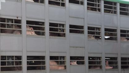 De maatregelen van het hitteplan hebben onder andere betrekking op het aantal dieren dat wordt vervoerd per transport, de toegang tot afkoelingsmogelijkheden en de planning en tijdstippen waarop dieren vervoerd worden.