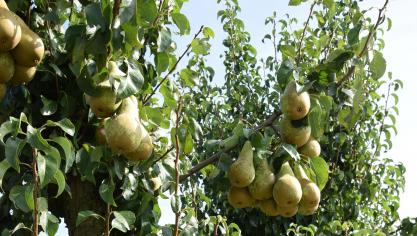 De Belgische perenoogst wordt geraamd op ongeveer 362 miljoen kg, of 9% meer dan vorig jaar.