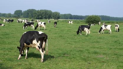 De internationale zuivelprijs steeg in juli voor het eerst weer boven het pre-pandemie-niveau uit.