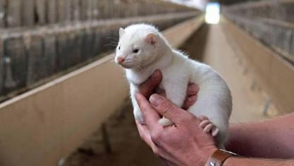 Vanwege de vondst van corona bij nertsen zijn in Nederland al strengere hygiëneregels en een landelijk vervoersverbod voor nertsen ingesteld.