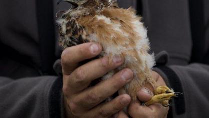 De boer kreeg van de Vlaamse overheid een subsidie speciaal gericht op het beschermen van een aantal zeldzame broedvogels.