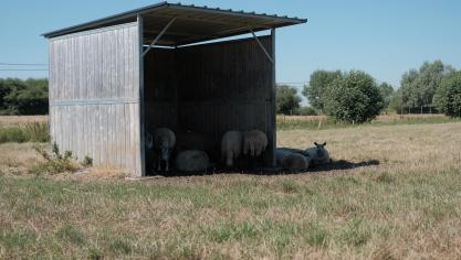 Temperaturen van ver boven de 30 graden Celsius kunnen dieren onnodig veel stress en leed bezorgen.