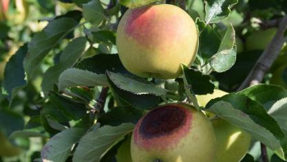 Bij zonnebrand ontstaan er grote verbrande plekken op het fruit, en dit met het uitzicht van niet-appetijtelijke bruine en rotte plekken.