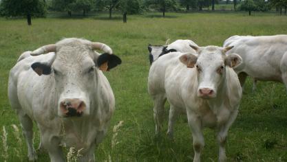 De Belgische vleesveehouderij is volgens ForFarmers extra getroffen door de coronacrisis.