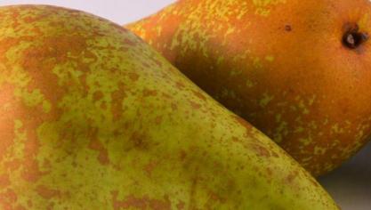 Peren zijn een lekker Belgisch fruit. De pluk is niet zo moeilijk.