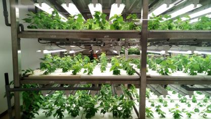 Verticale landbouw is een manier om in stedelijk gebied met dus weinig ruimte toch voedsel te produceren.