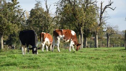 Volgens Vlaams minister Ben Weyts neemt de aandacht voor dierenwelzijn alleen maar verder toe.