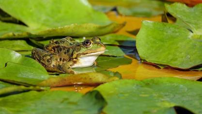Op plaatsen waar wél veel padden, kikkers en salamanders de weg oversteken, is de onderlinge afstand tussen de verschillende amfibieëntunnels vaak te groot.