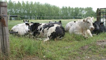 Diverse initiatieven moeten vleesveehouders helpen een faire prijs te bekomen.