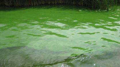 Blauwalgen kunnen onder meer tot huidirritatie, hoofdpijn en maag- en darmklachten veroorzaken.