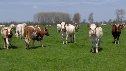DGZ vraagt veehouders extra waakzaam te zijn.