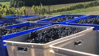 De Belgische wijnbouw is nog geen grote sector, maar ze groeit wel elk jaar.