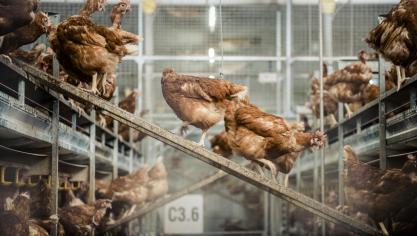 Alle huisvestingsystemen (verrijkte kooien, volières en roostersystemen) hebben met rode vogelmijt te maken.