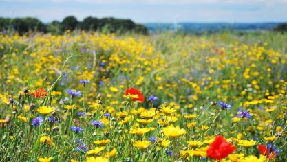Door bloemenranden in te zaaien met de juiste soorten en op de goede plaatsen, trekken ze ook nuttige insecten aan, die schadelijke insecten in de naburige teelten kunnen bestrijden.