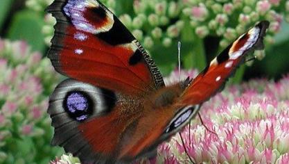 Dagpauwoog op Sedum spectabile.