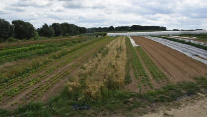 Een van de punten in het actieplan is het bevorderen van de toename van het areaal voor biologische landbouw in de EU.