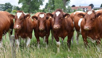 Goed te Maaigem streeft een modelkoe na: met  culard  en lange rug, sterk beenwerk, een gezonde kop,  niet zenuwachtig, en ecologisch.