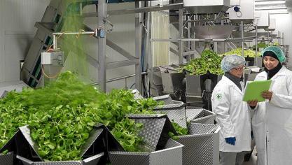 Greenyard behoort tot de grootste groente- en fruitverwerkers wereldwijd.