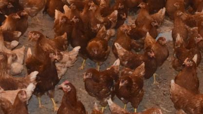 Vogelgriep werd opnieuw vastgesteld op een leghennenbedrijf in Nederland.