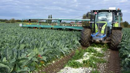 Ingro-telers leverden ruim 20.000 ton bloemkolen 1ste vrucht aan.