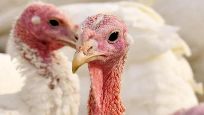 10.500 vogels zullen op een gecontroleerde manier worden geruimd