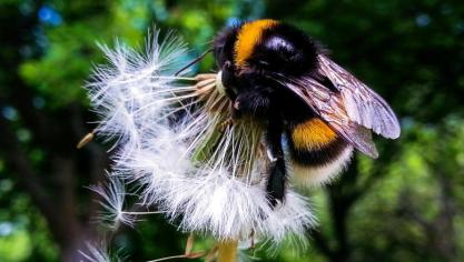 In de biologische gewasbeschermig worden onder meer insecten ingezet.