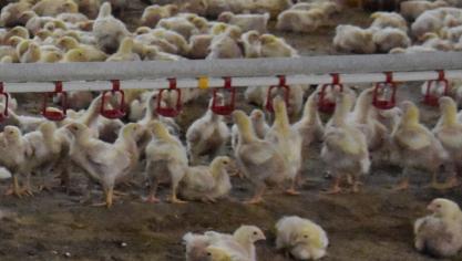 Vogelgriep heeft de afgelopen weken bedrijven getroffen in onder meer Groningen, Friesland, Gelderland en Utrecht.