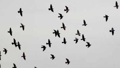 Overtrekkende, wilde vogels zijn vaak de oorzaak van het overbrengen van vogelgriep.
