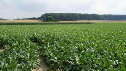 Bij 90% van de bietenpercelen bleef het nitraatresidu lager dan 90 kg /ha.