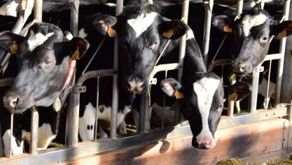 In de melkveehouderij bestaat al jaren een duurzaamheidsmonitor, een initiatief van de brancheorganisatie MilkBE die onder meer door VLAM wordt ondersteund.