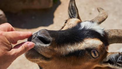 Brussel versnelt de invoering van een erkenning voor kinderboerderijen.