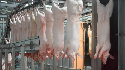 De AVP-vrije status is zeer belangrijk voor de Belgische export van varkensvlees.