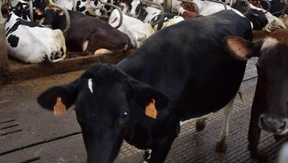 ILVO-Rundveeloket lanceerde een belangrijke tool voor melkveehouders.