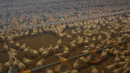 Een wetenschappelijke consensus is er niet over welke methode het meest diervriendelijk is voor het ‘afvangen’ van pluimvee.